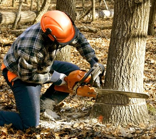 Tree Removal in Webster, IA